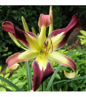 Hemerocallis Applique