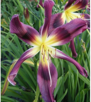 Hemerocallis Chokecherry...