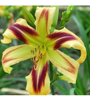 Hemerocallis Free Wheelin