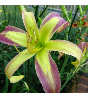 Hemerocallis String Bikini