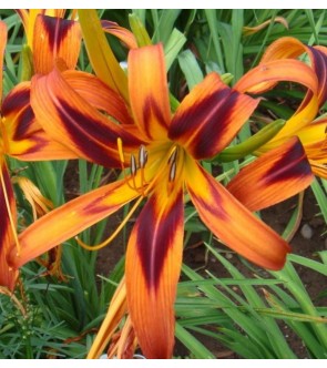 Hemerocallis Tigereyed Spider