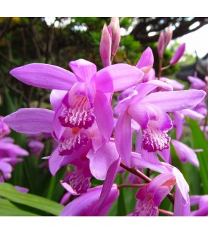 Bletilla striata