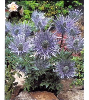 Eryngium alpinum