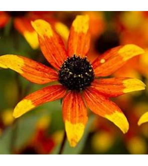 Rudbeckia Prairie Glow