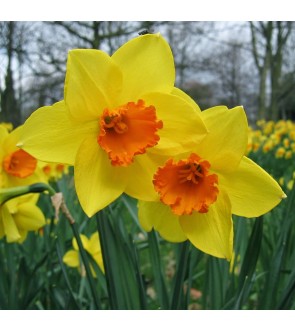 Narciso a tromba Armada