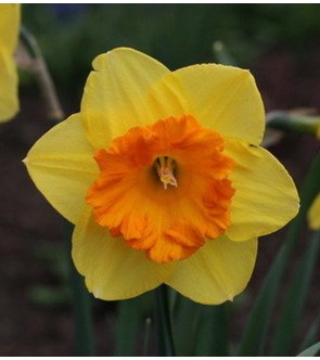 Narciso a coppa larga Coral...