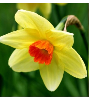 Narciso a tromba Edward Buxton