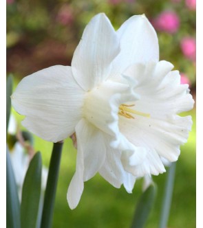 Narciso a tromba Mount Hood