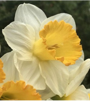 Narciso a Tromba Orange Sunset