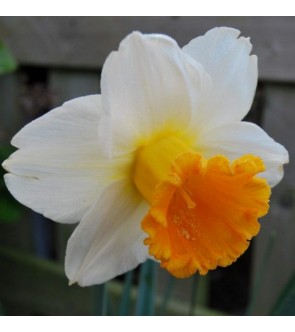 Narciso a Tromba Orange Sunset