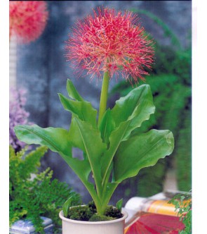 Haemanthus (sin Scadoxus )...