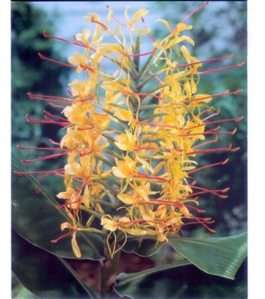 Hedychium Gardnerianum