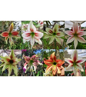 Amaryllis cybister miscuglio