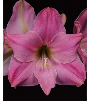 Amaryllis Sweet Star