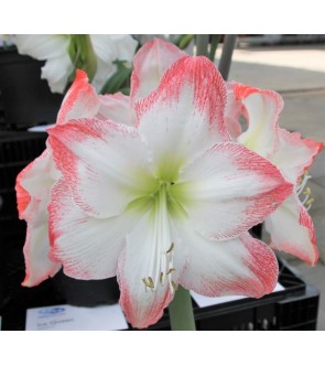 Amaryllis Sofia