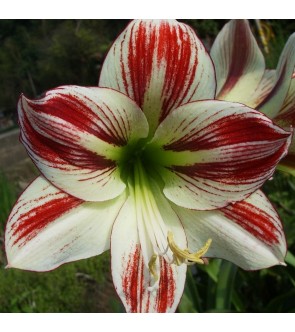 Amaryllis Ambiance