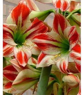 Amaryllis Ambiance