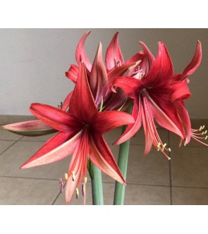 Amaryllis cybister Bogotà