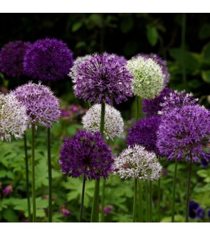 Allium a fiore grande in...