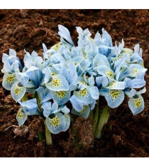 Iris reticulata Katharine...