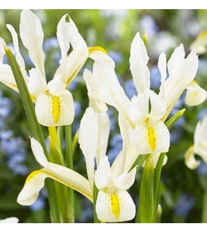 Iris reticulata Louise NUOVO