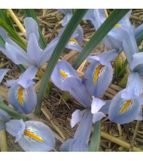 Iris reticulata Blue Planet