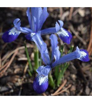 Iris reticulata Clairette