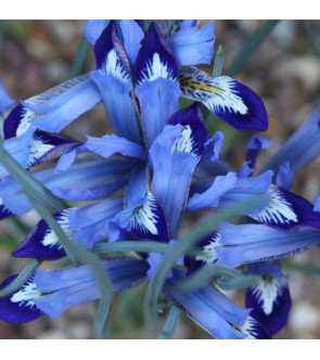 Iris reticulata Clairette