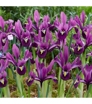 Iris reticulata Rejoice