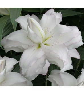 Lilium doppio Lotus Beauty