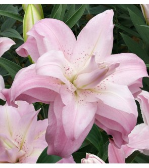 Lilium doppio Lotus Queen