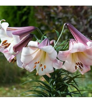 Lilium Eastern Moon