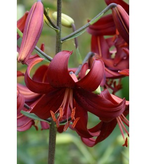 Lilium asiatico Red Velvet