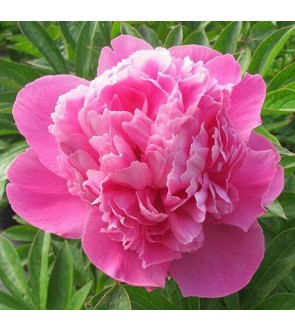 Peonia Bouquet Perfect