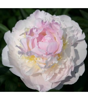 Peonia Blush Queen