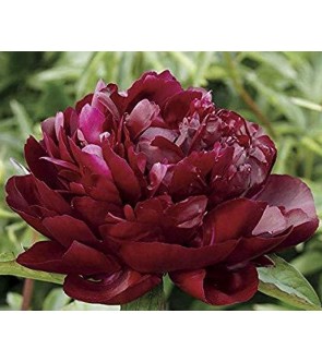Peonia Francoise Ortegat