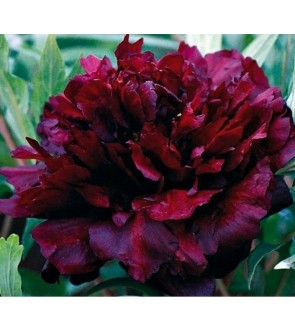 Peonia Francoise Ortegat