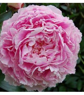 Peonia Sarah Bernardt