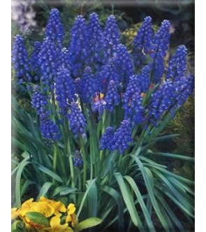 Muscari armeniacum