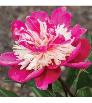 Peonia Top Hat