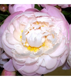 Peonia Vogue