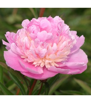 Peonia Sorbet