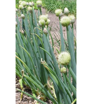 Allium fistulosum a radice...