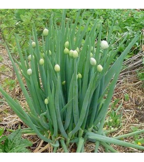 Allium fistulosum a radice nuda
