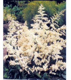 Astilbe Japonica Deutschland