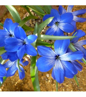 Tecophilaea cyanocrocus