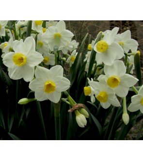 Narciso Paperwhite Avalanche