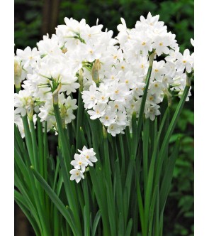 Narciso Paperwhite Ziva