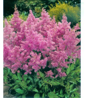 Astilbe Japonica Peach Blossom