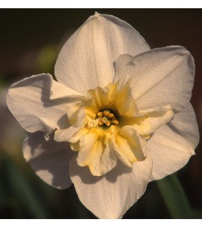 Narciso A Corona Divisa...